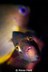checking me out by Marco Fierli 